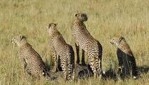 Kenya budget safaris